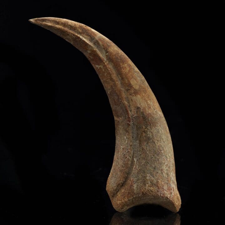 Spinosaurus Claw Fossil I - Image 2