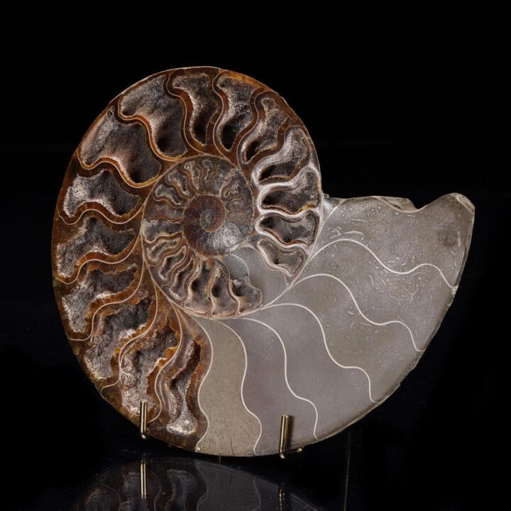 Fossilized Ammonite from Madagascar - 405g - Image 2