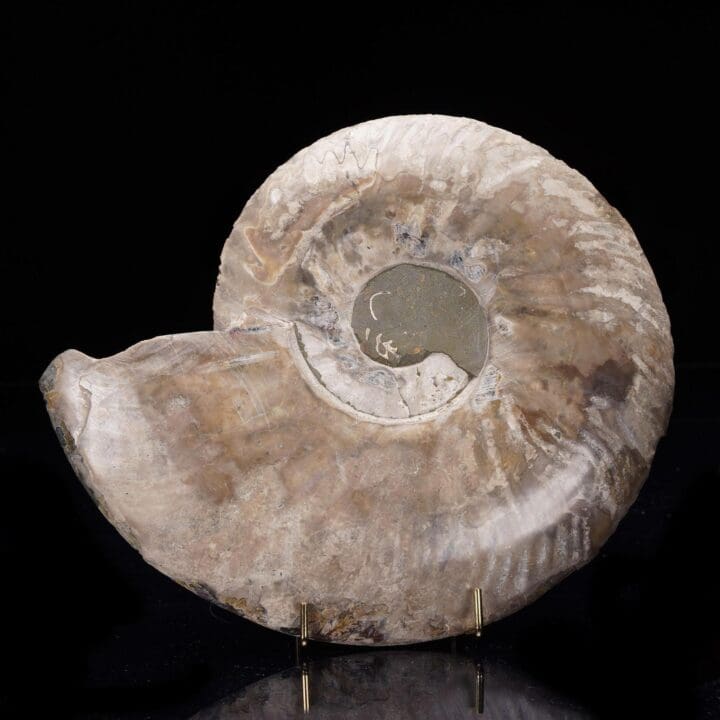 Fossilized Ammonite - 1.46 lb - Image 4