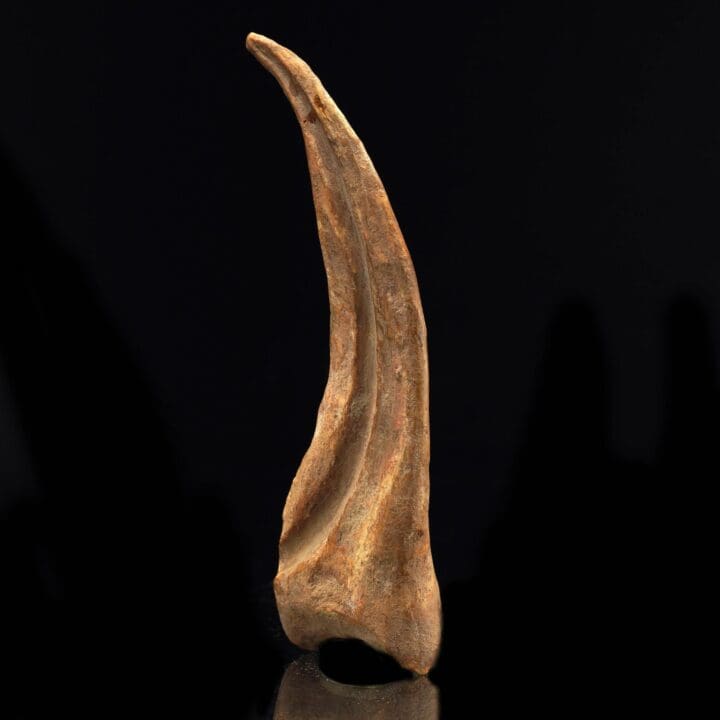 Spinosaurus Claw Fossil II - Image 2