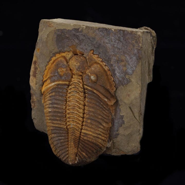 Trilobite Fossil - Image 2