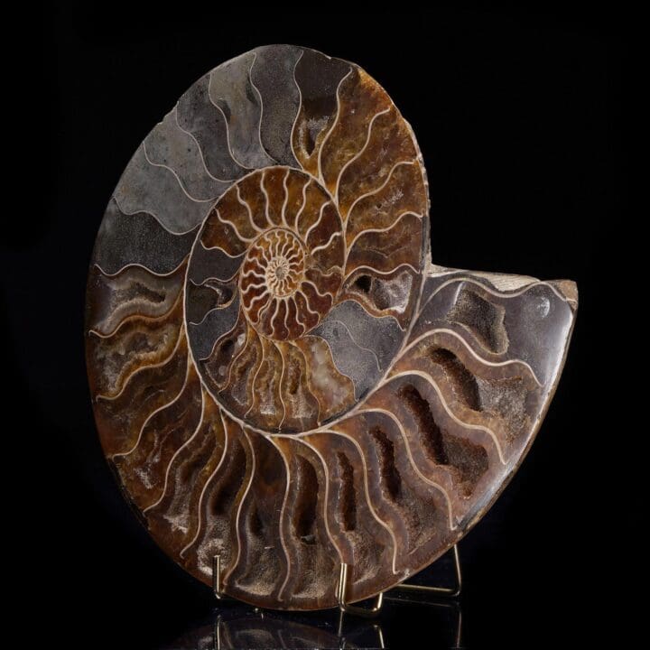 Fossilized Ammonite - 1.94 lb - Image 2