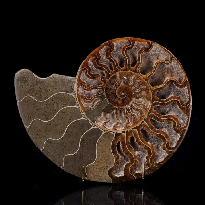 Fossilized Ammonite - 368g
