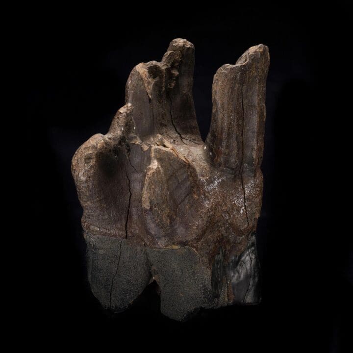 Woolly Rhino Molar Tooth - Image 2