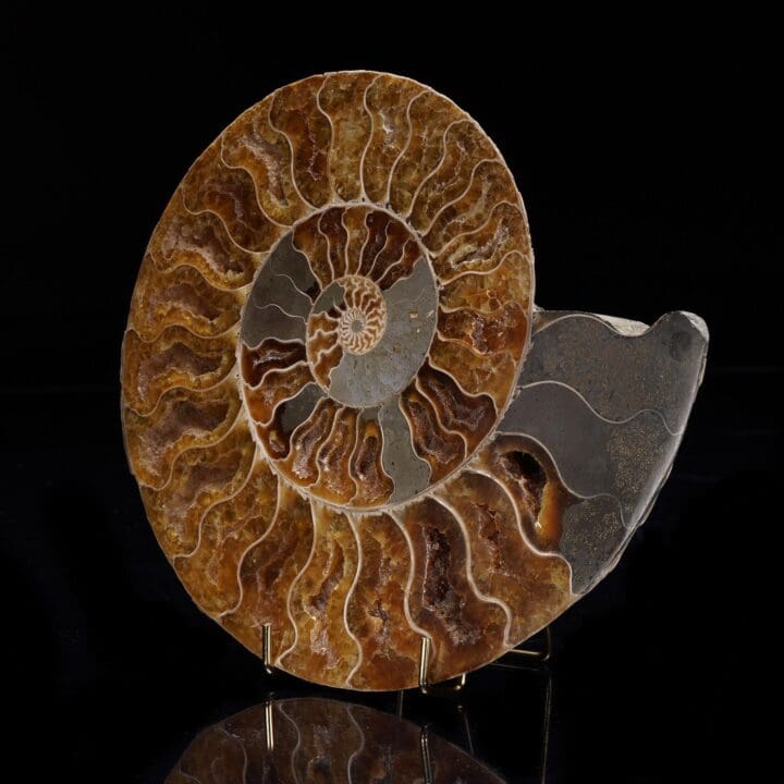Fossilized Ammonite - 1.46 lb - Image 2