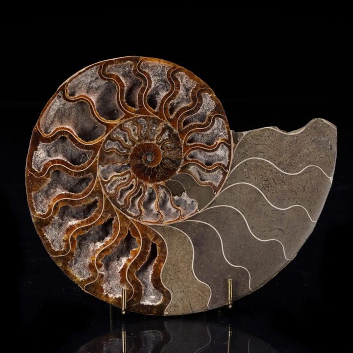 Fossilized Ammonite from Madagascar - 405g