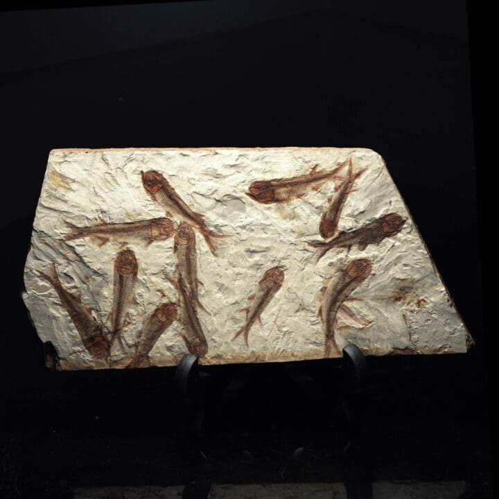 Fossil Fish Plate