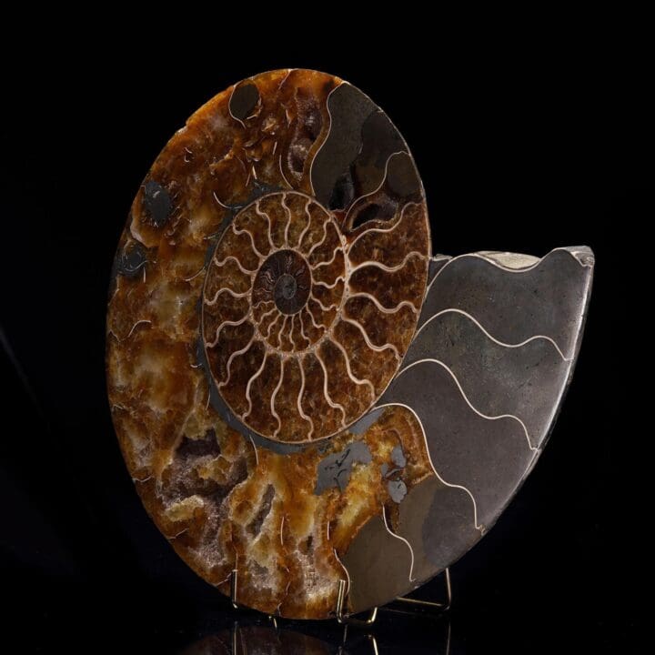 Fossilized Ammonite - 3.04 lb - Image 2