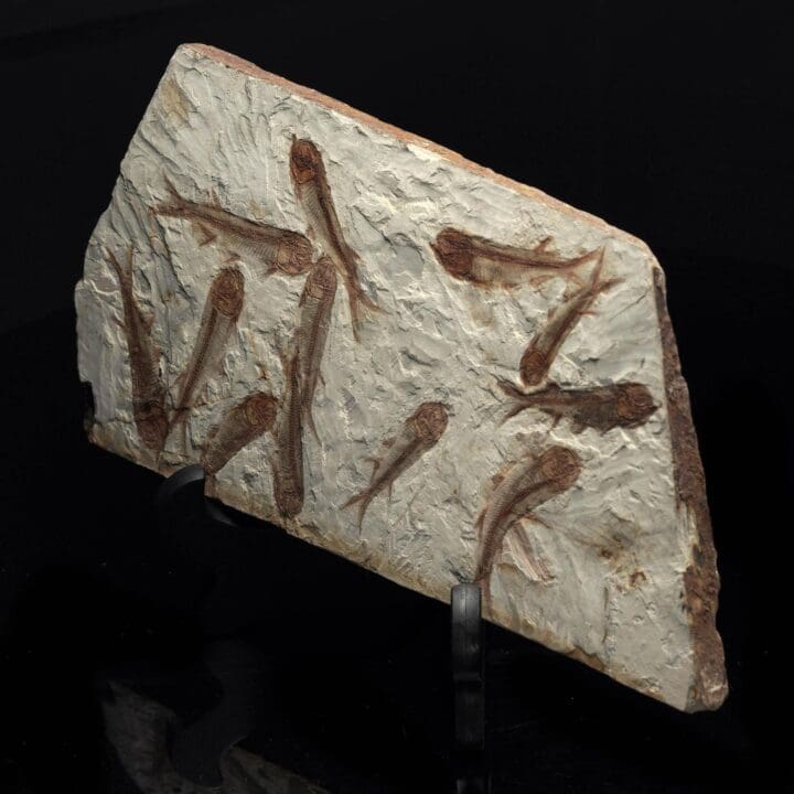 Fossil Fish Plate - Image 3