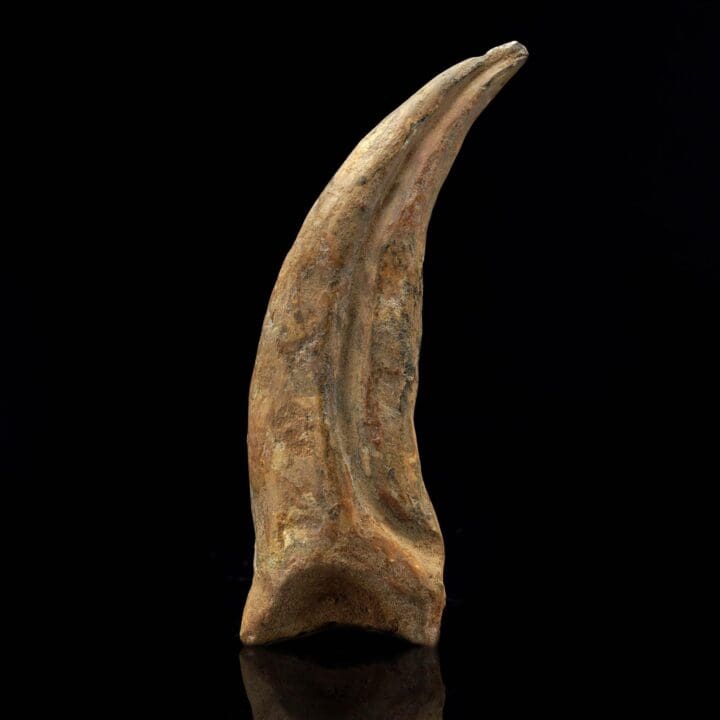 Spinosaurus Claw Fossil II - Image 3