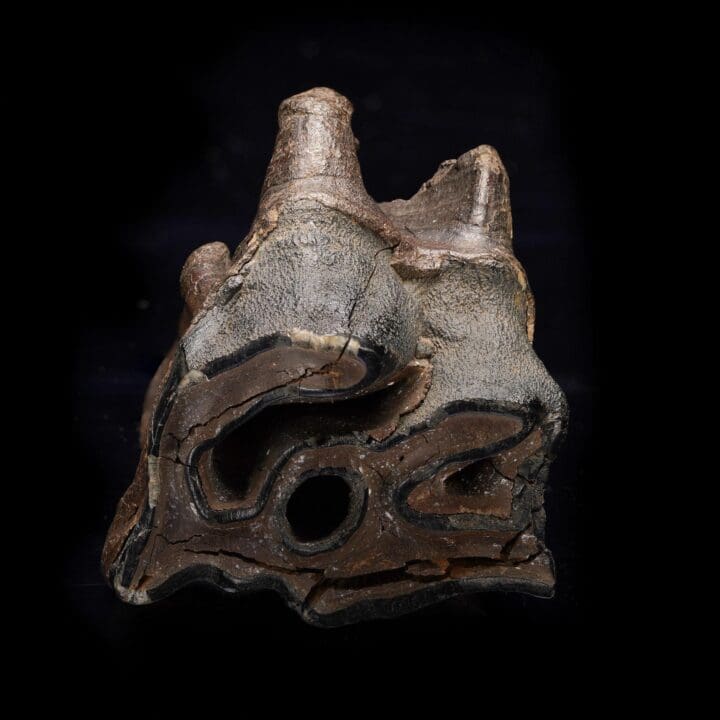 Woolly Rhino Molar Tooth