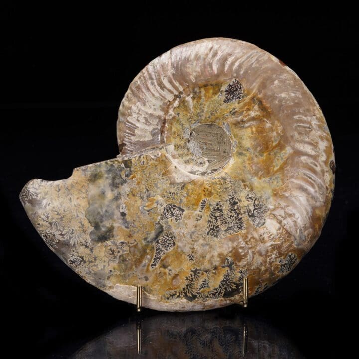 Fossilized Ammonite from Madagascar - 405g - Image 4
