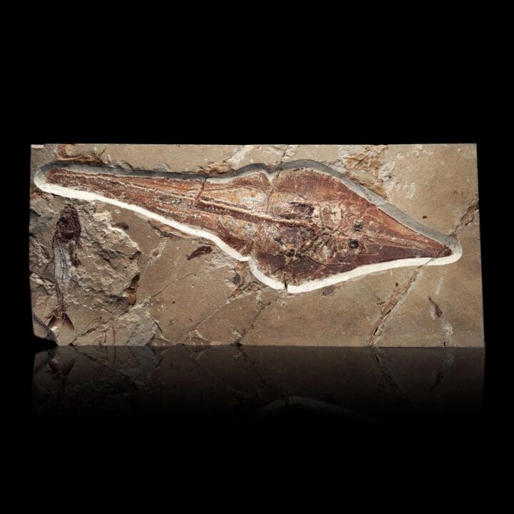 Fossilized Guitar Fish from Lebanon - 5.4kg
