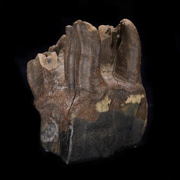 Woolly Rhino Molar Tooth - Image 4