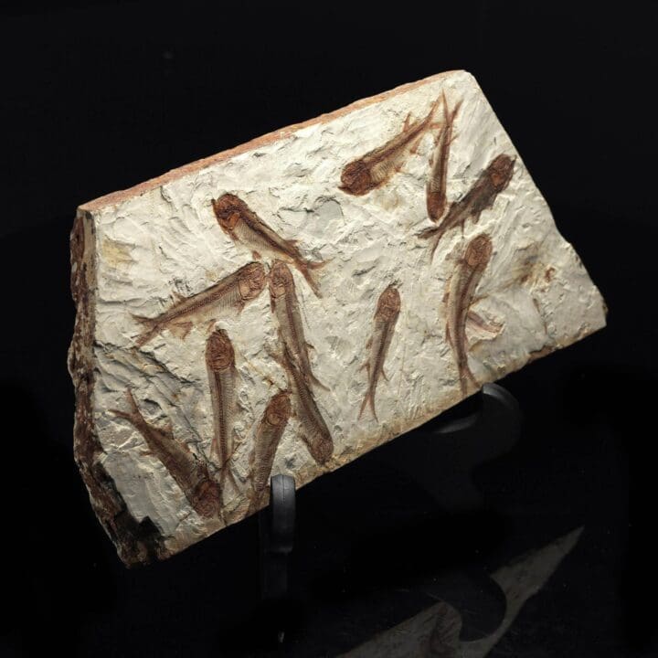 Fossil Fish Plate - Image 2