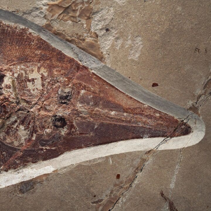 Fossilized Guitar Fish from Lebanon - 5.4kg - Image 2