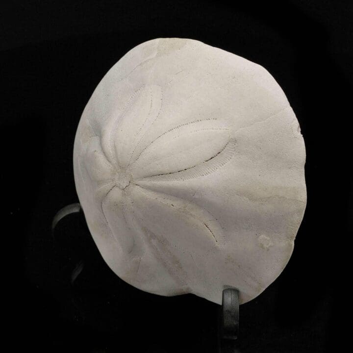 Fossilized Sand Dollar - Image 3