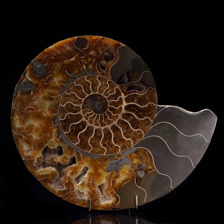 Fossilized Ammonite - 3.04 lb