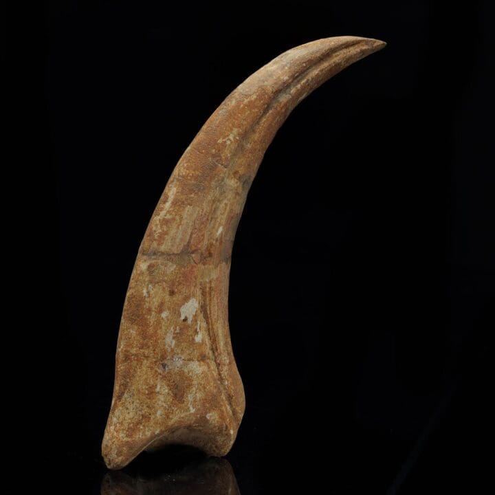 Spinosaurus Claw Fossil I - Image 3