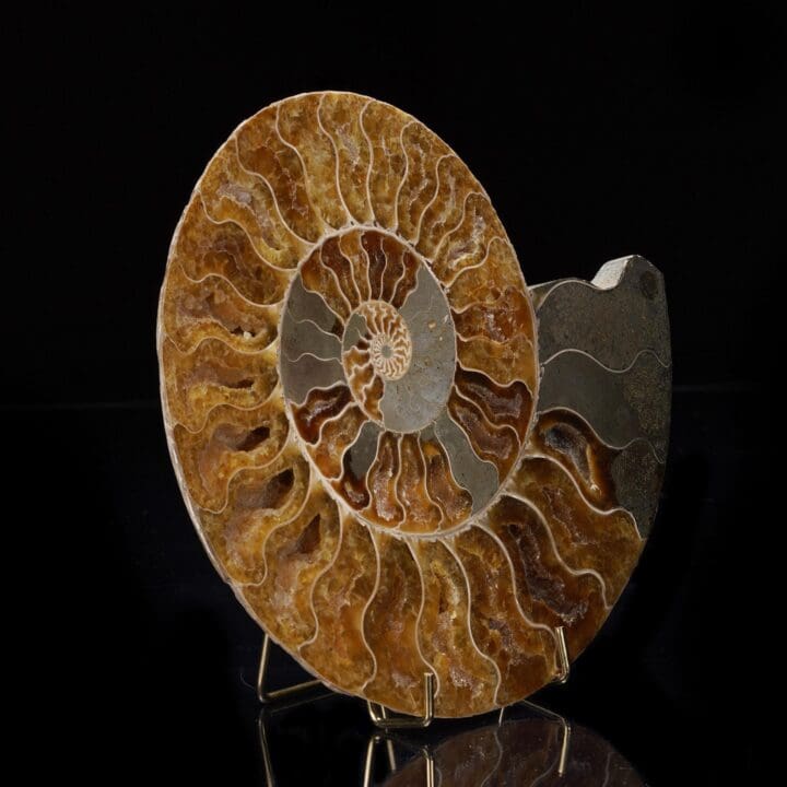 Fossilized Ammonite - 1.46 lb - Image 3