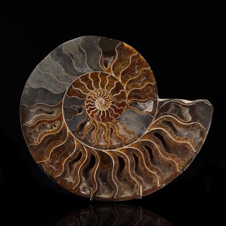 Fossilized Ammonite - 1.94 lb