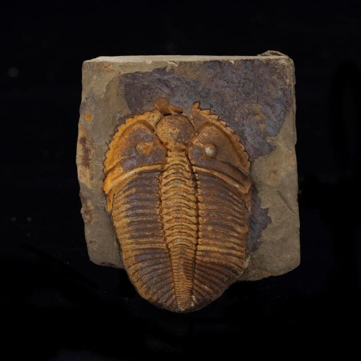 Trilobite Fossil