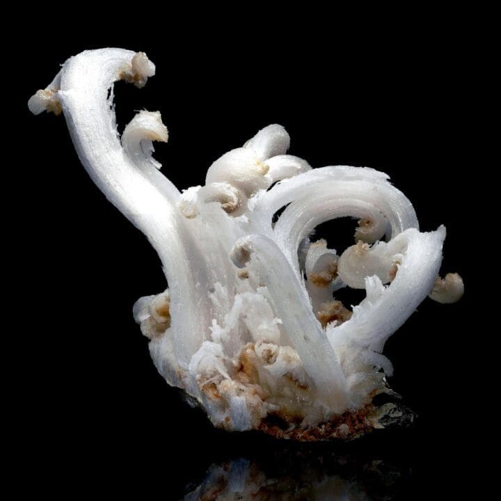 Ram Horns Selenite - Image 4