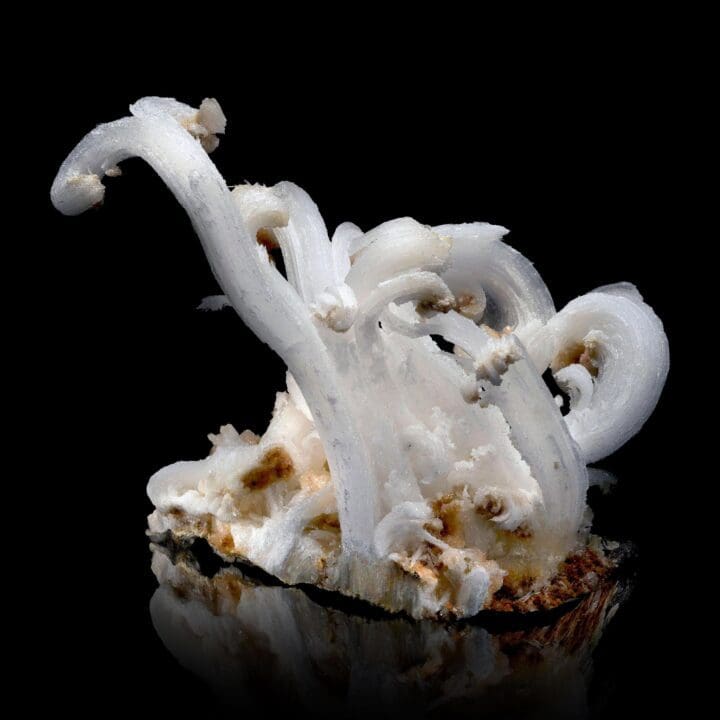 Ram Horns Selenite - Image 3