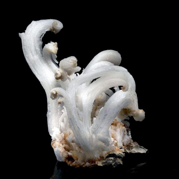 Ram Horns Selenite - Image 2