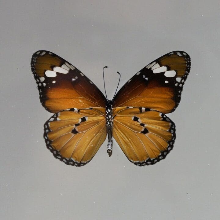 Beautiful Handmade Butterfly Box - Brown/Black - Image 2