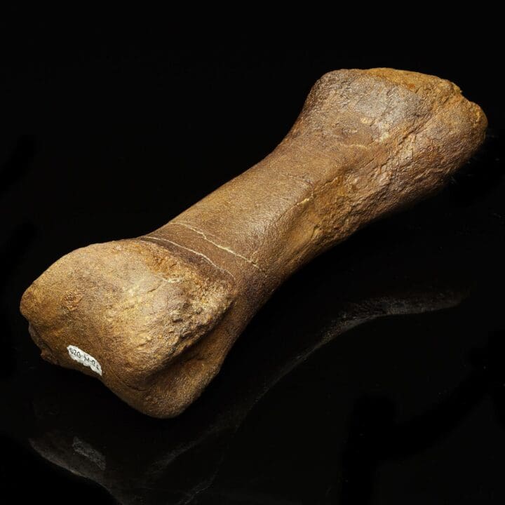 Edmontosaurus Metatarsal – 1.75 lb - Image 2