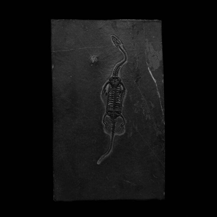 Keichousaurus Fossil