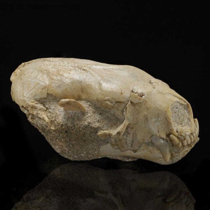 Mustelidae Skull (Weasel Family) – 0.14 lb - Image 3