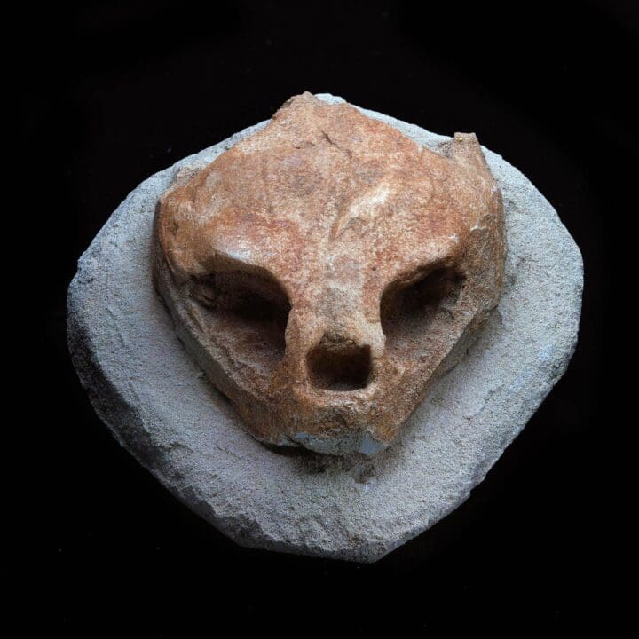 Fossilized Turtle Skull I