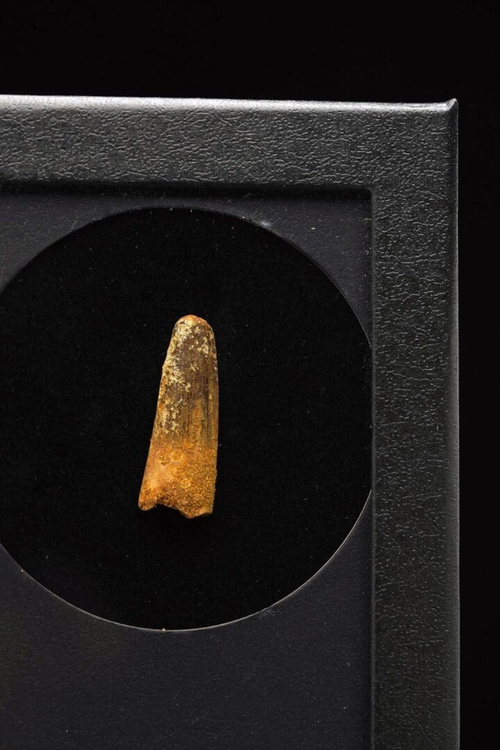 Spinosaurus Tooth Fossil in Collector's Box - Image 2