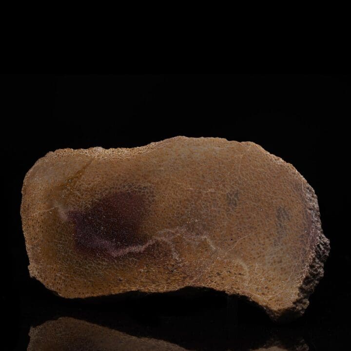 Dinosaur Bone Slice with Marrow – 576g - Image 2