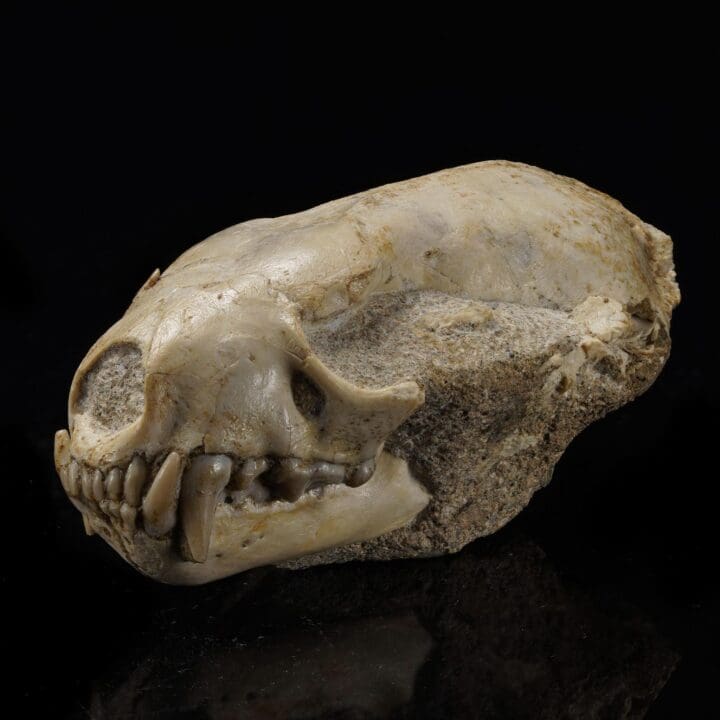 Mustelidae Skull (Weasel Family) – 0.14 lb