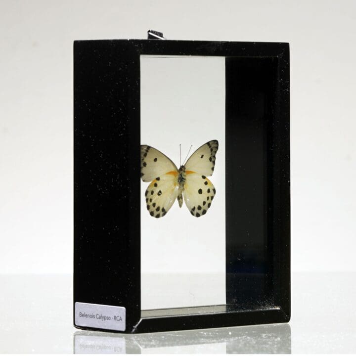 Beautiful Handmade Butterfly Box  - Black/White - Image 3