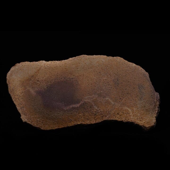 Dinosaur Bone Slice with Marrow – 576g
