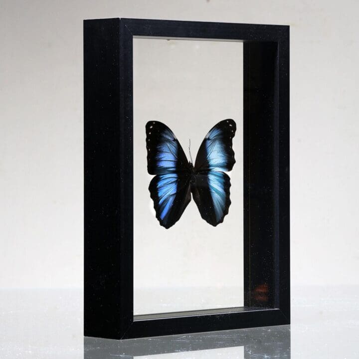 Beautiful Handmade Butterfly Box  - Blue/Black - Image 3