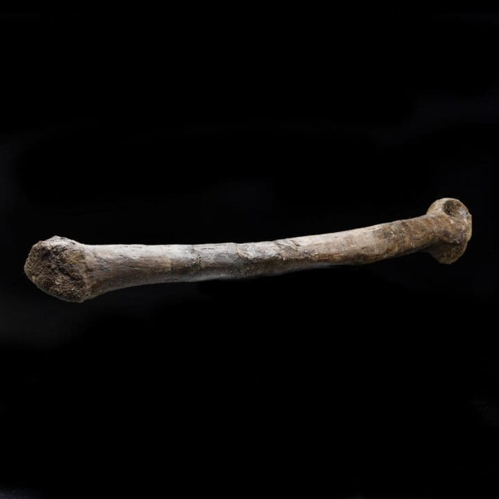 Troodon formosus Metatarsal – 0.50 lb - Image 3