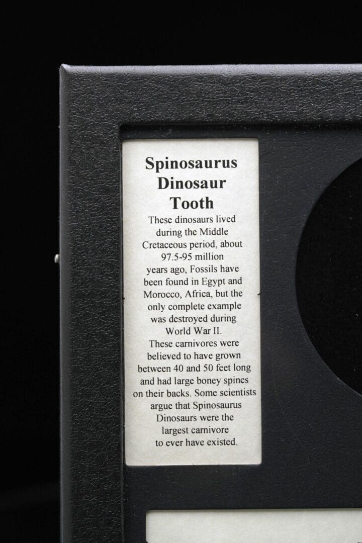 Spinosaurus Tooth Fossil in Collector's Box - Image 4