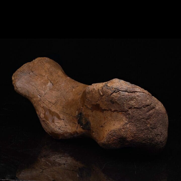 Edmontosaurus Metatarsal – 2.41 kg - Image 3