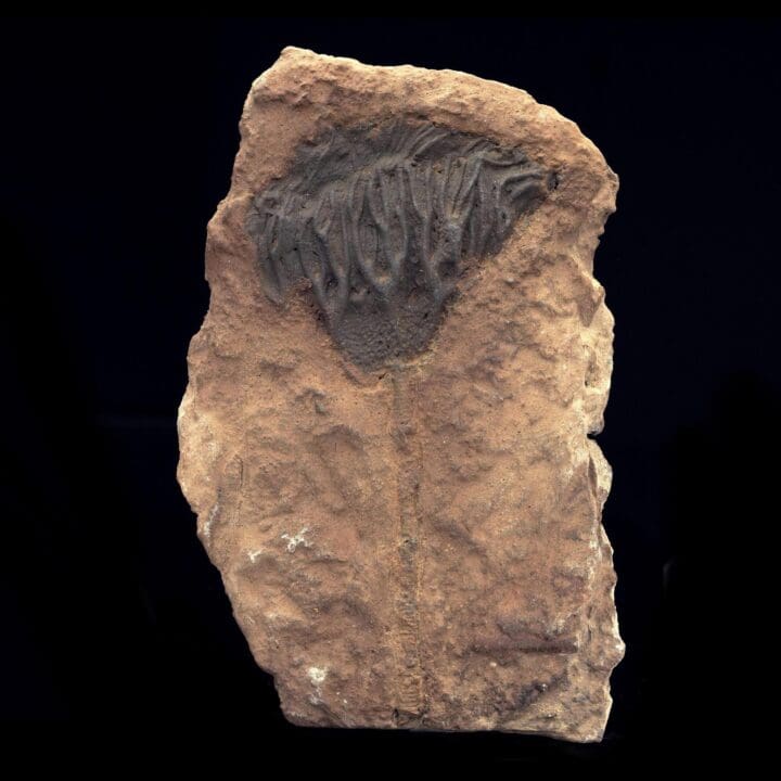 Crinoid Fossil from Morocco