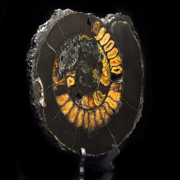 Ammonite with Calcite Incrustation – 14.2 lb - Image 3