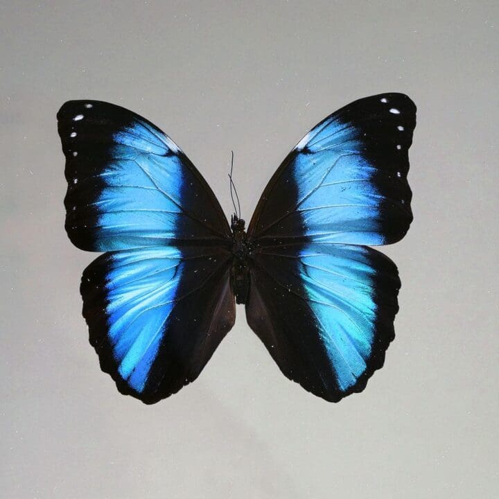 Beautiful Handmade Butterfly Box  - Blue/Black - Image 2