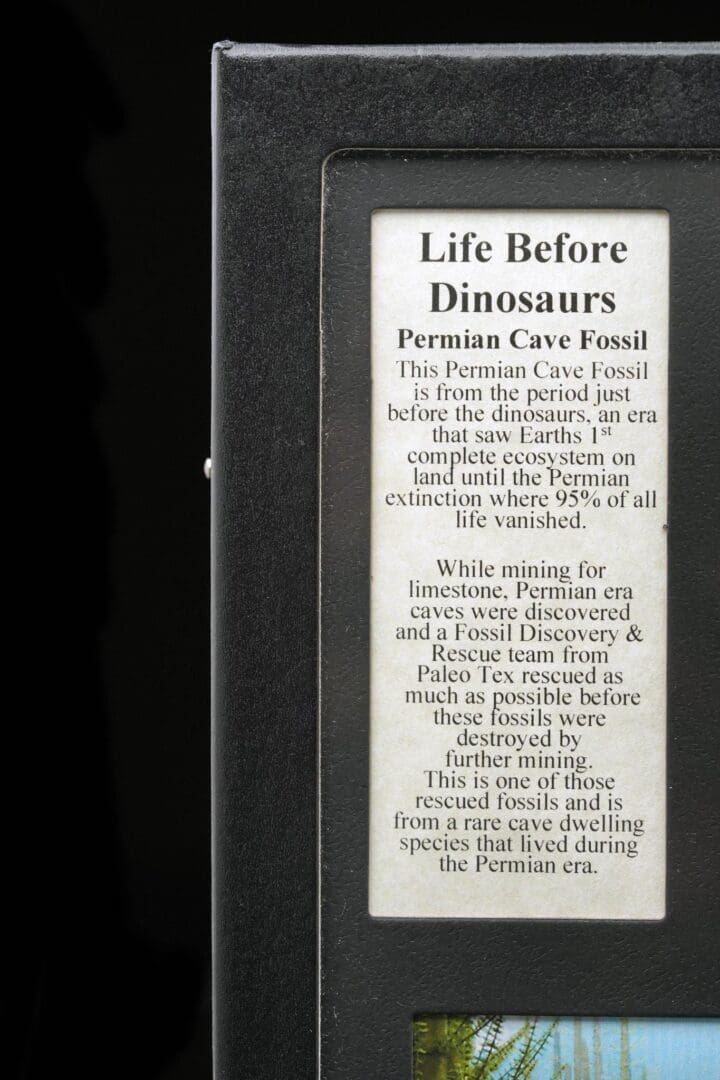 Permian Cave Fossil in Collector's Box - Image 4