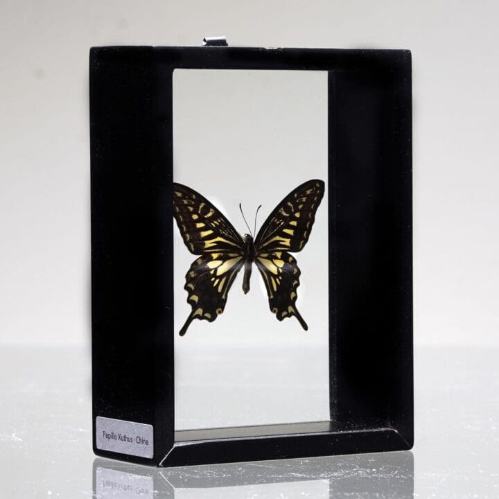 Beautiful Handmade Butterfly Box - Black - Image 3