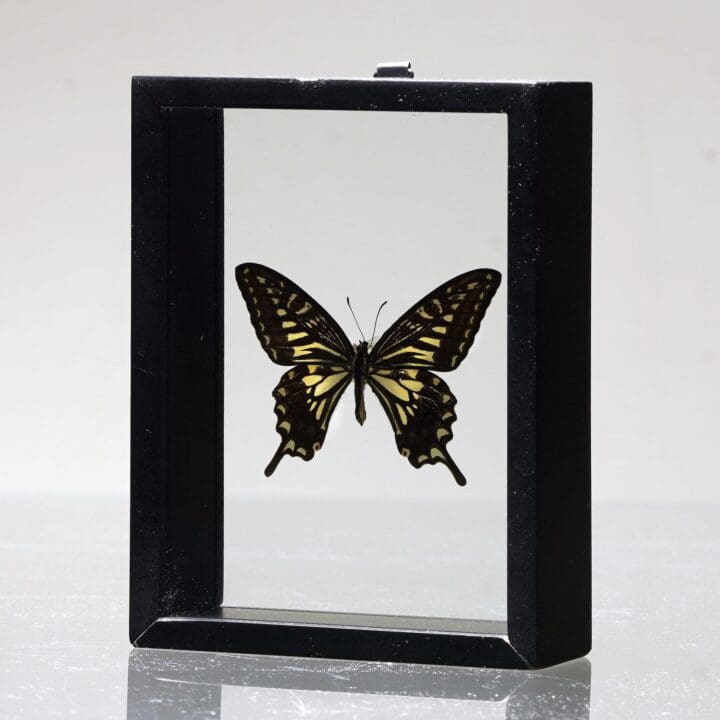 Beautiful Handmade Butterfly Box - Black - Image 4