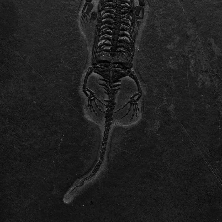 Keichousaurus Fossil - Image 5